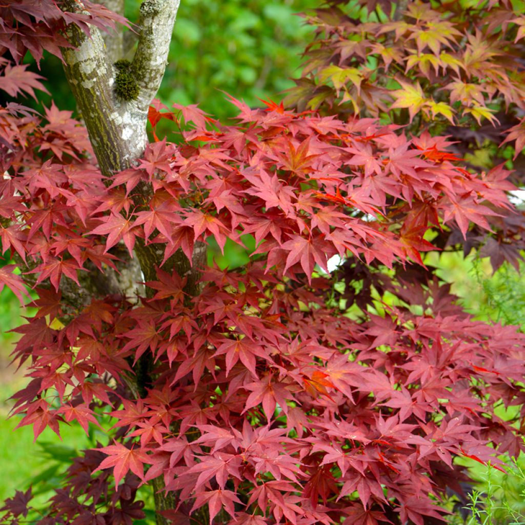 Acer palmatum Atropurpureum (semillas) - Arce japonés rojo