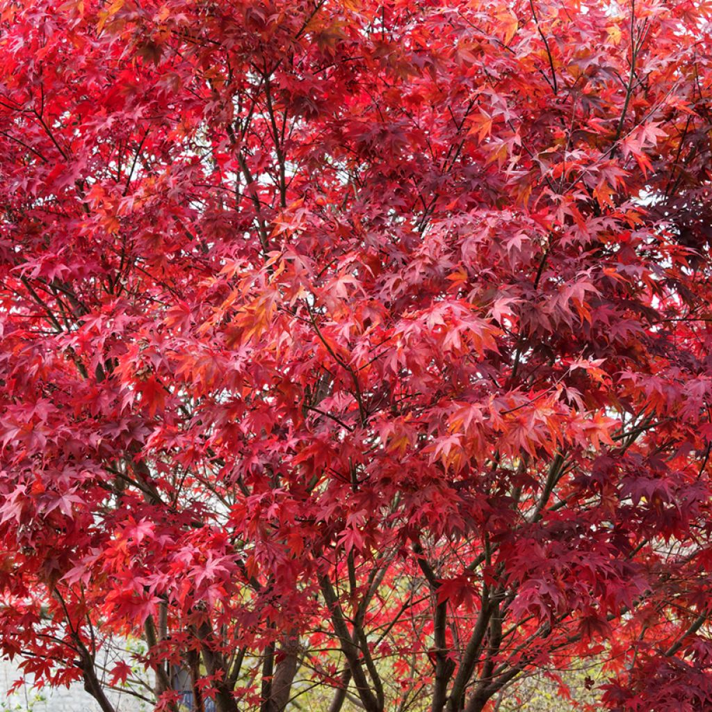 Acer palmatum Atropurpureum (semillas) - Arce japonés rojo