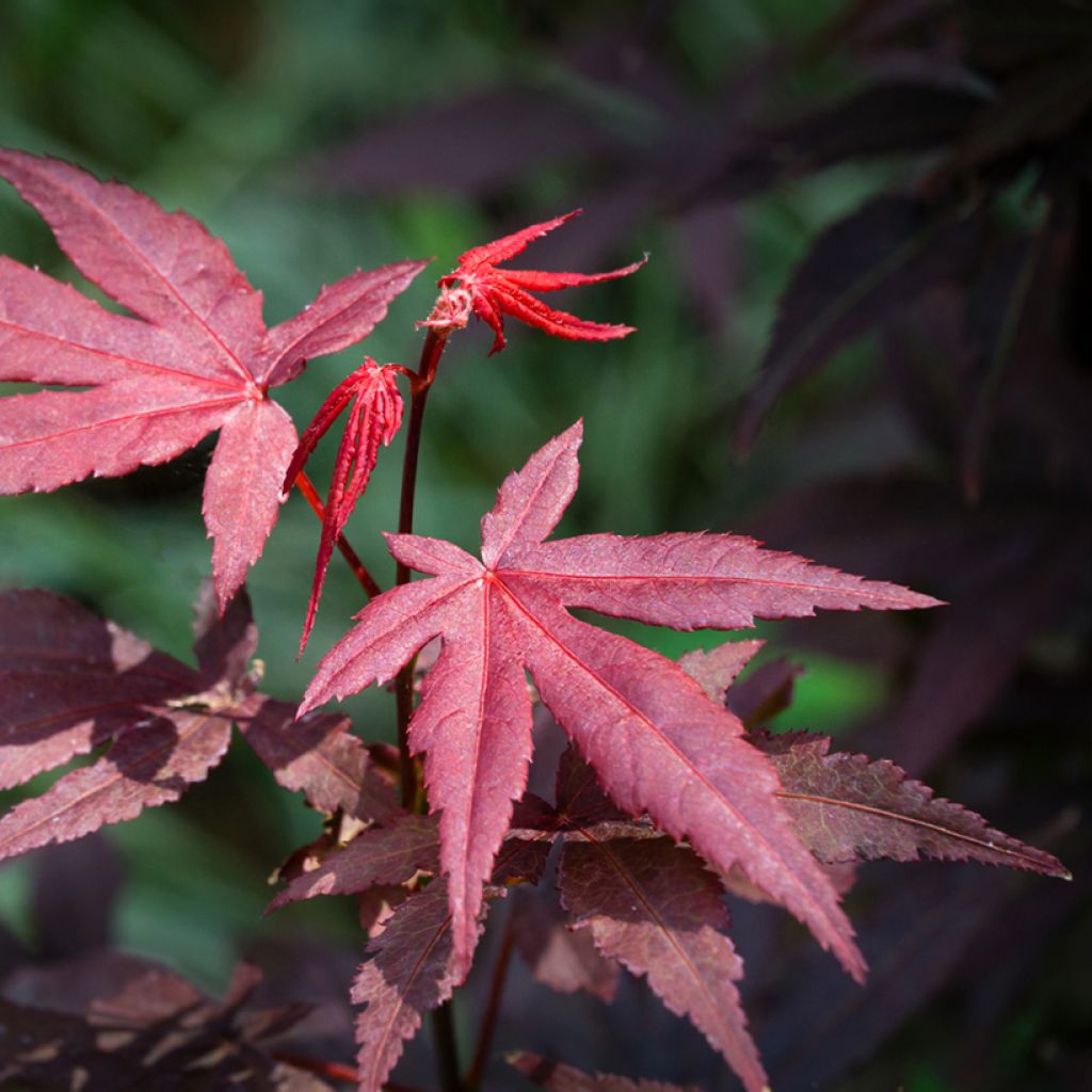 Acer palmatum Atropurpureum (semillas) - Arce japonés rojo