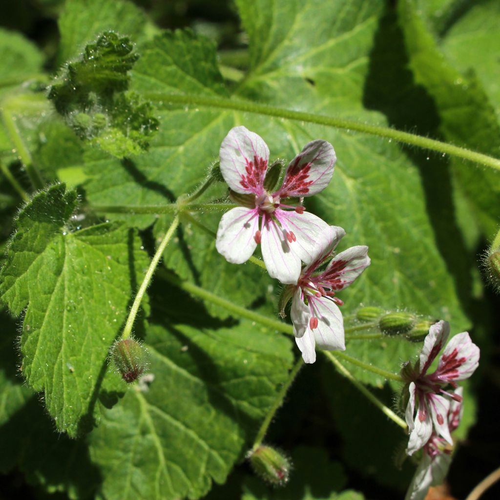 Erodium pelargoniiflorum Sweetheart - Alfileria