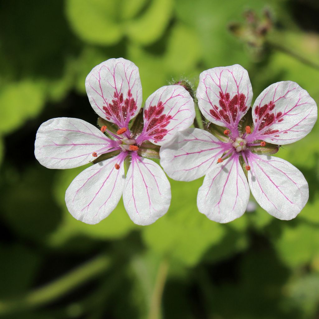 Erodium pelargoniiflorum Sweetheart - Alfileria