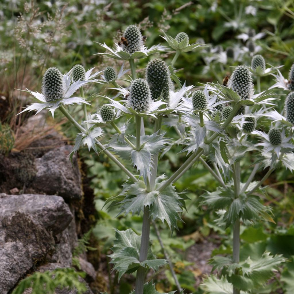 Eryngium giganteum Miss Willmotts Ghost - Cardo santo