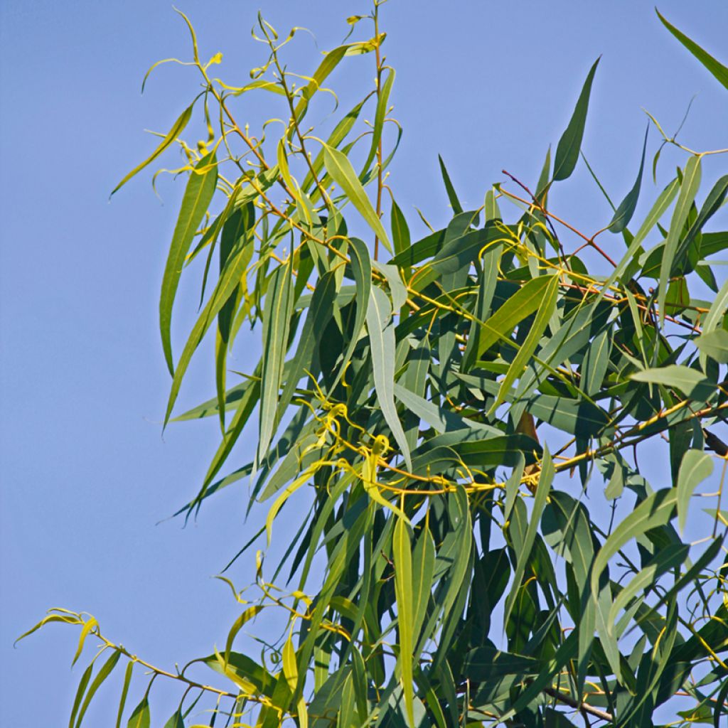 Corymbia citriodora Lemon Bush