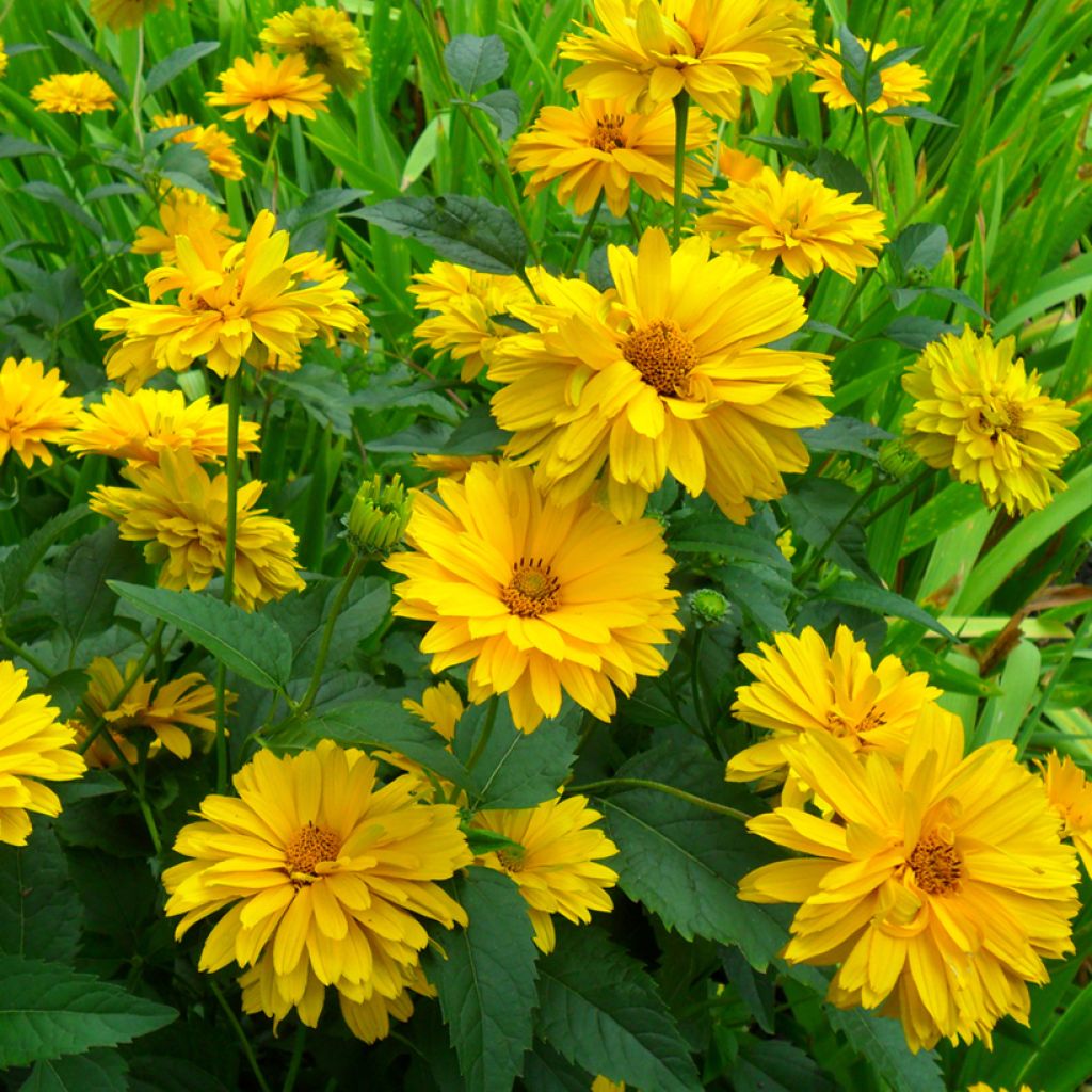 Heliopsis helianthoides var. scabra Golden Double Hybrids