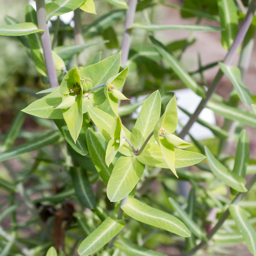 Euphorbia lathyris (semillas) - Tártago