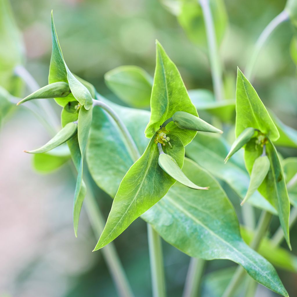 Euphorbia lathyris (semillas) - Tártago