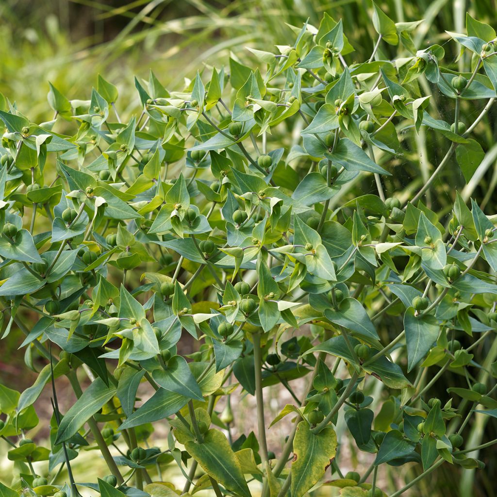 Euphorbia lathyris (semillas) - Tártago