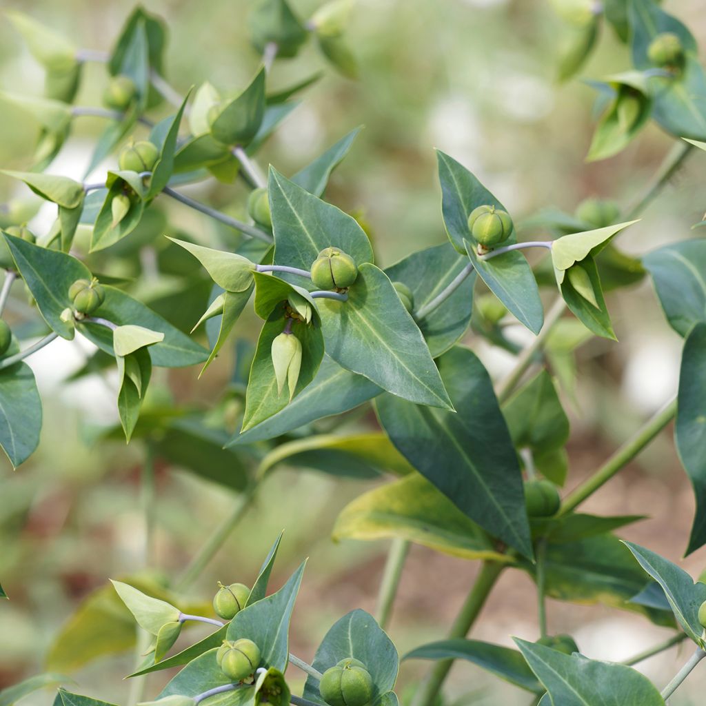 Euphorbia lathyris (semillas) - Tártago