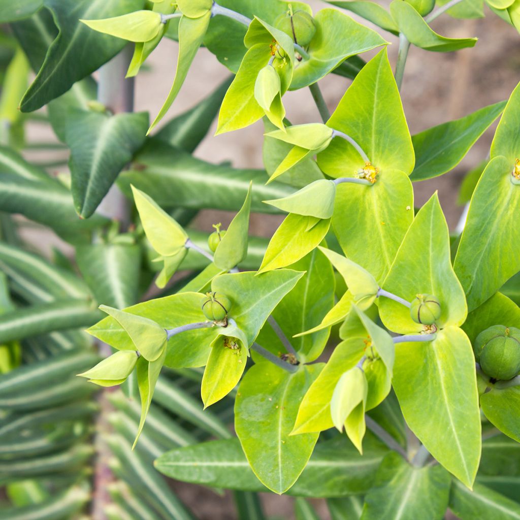 Euphorbia lathyris (semillas) - Tártago