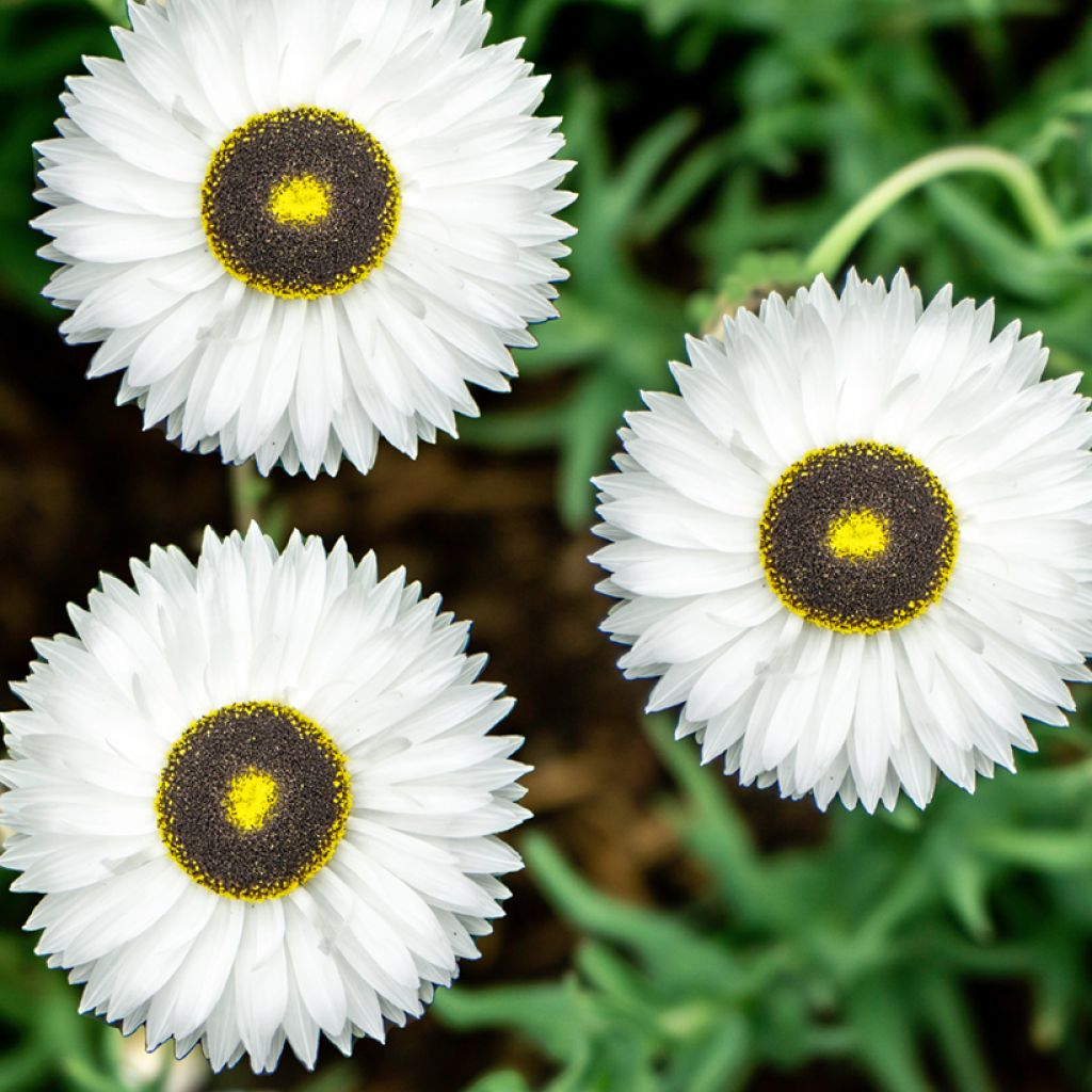 Rhodanthe chlorocephala subsp. rosea Pierrot