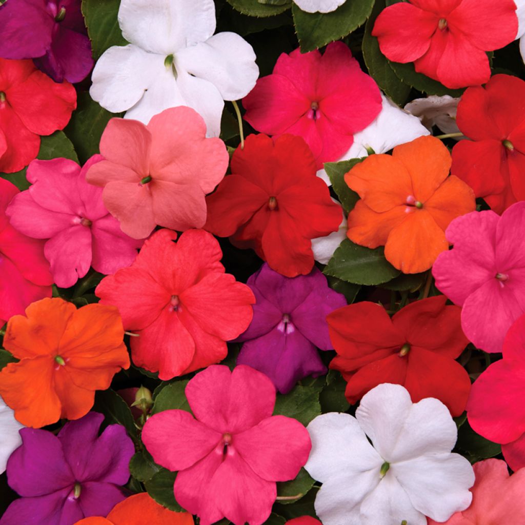 Impatiens walleriana Beacon Mix (semillas) - Alegría de la casa