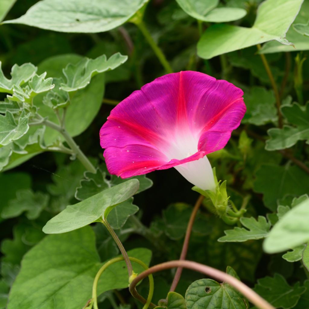 Ipomoea rubrocaerulea Crimson Rambler