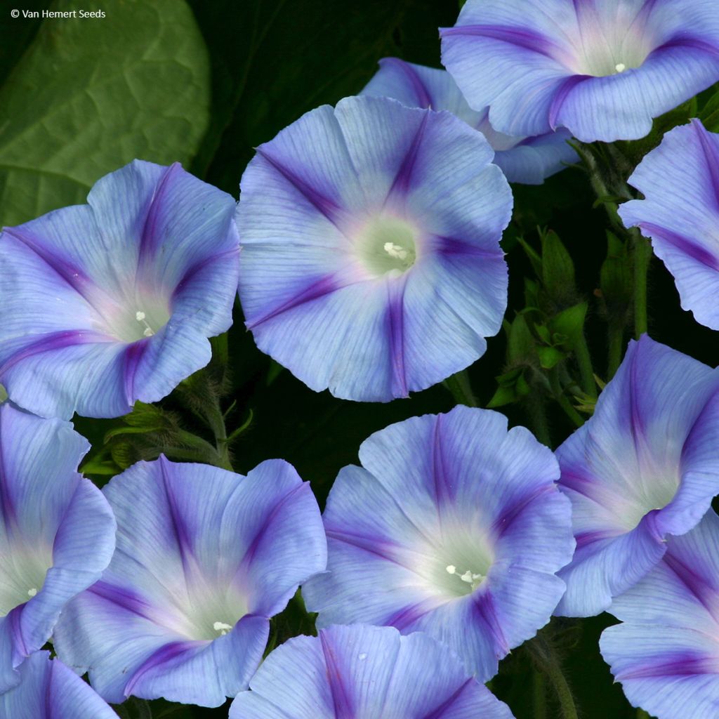 Ipomoea purpurea Dacapo Light Blue