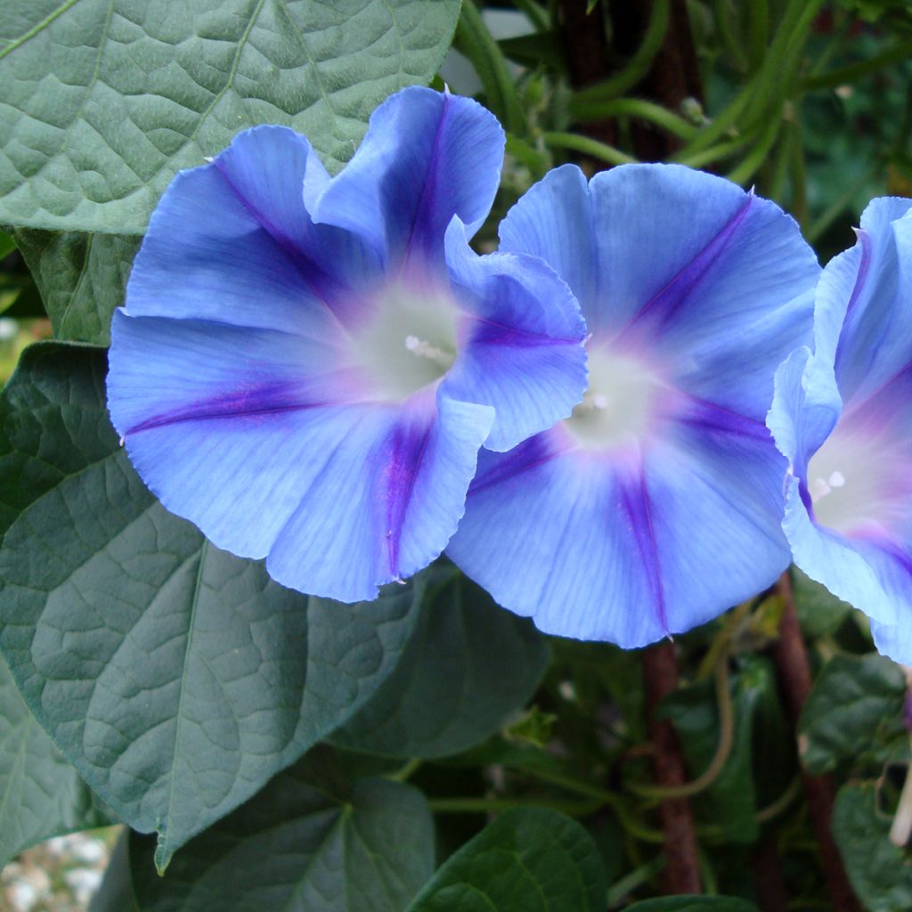 Ipomoea purpurea Dacapo Light Blue