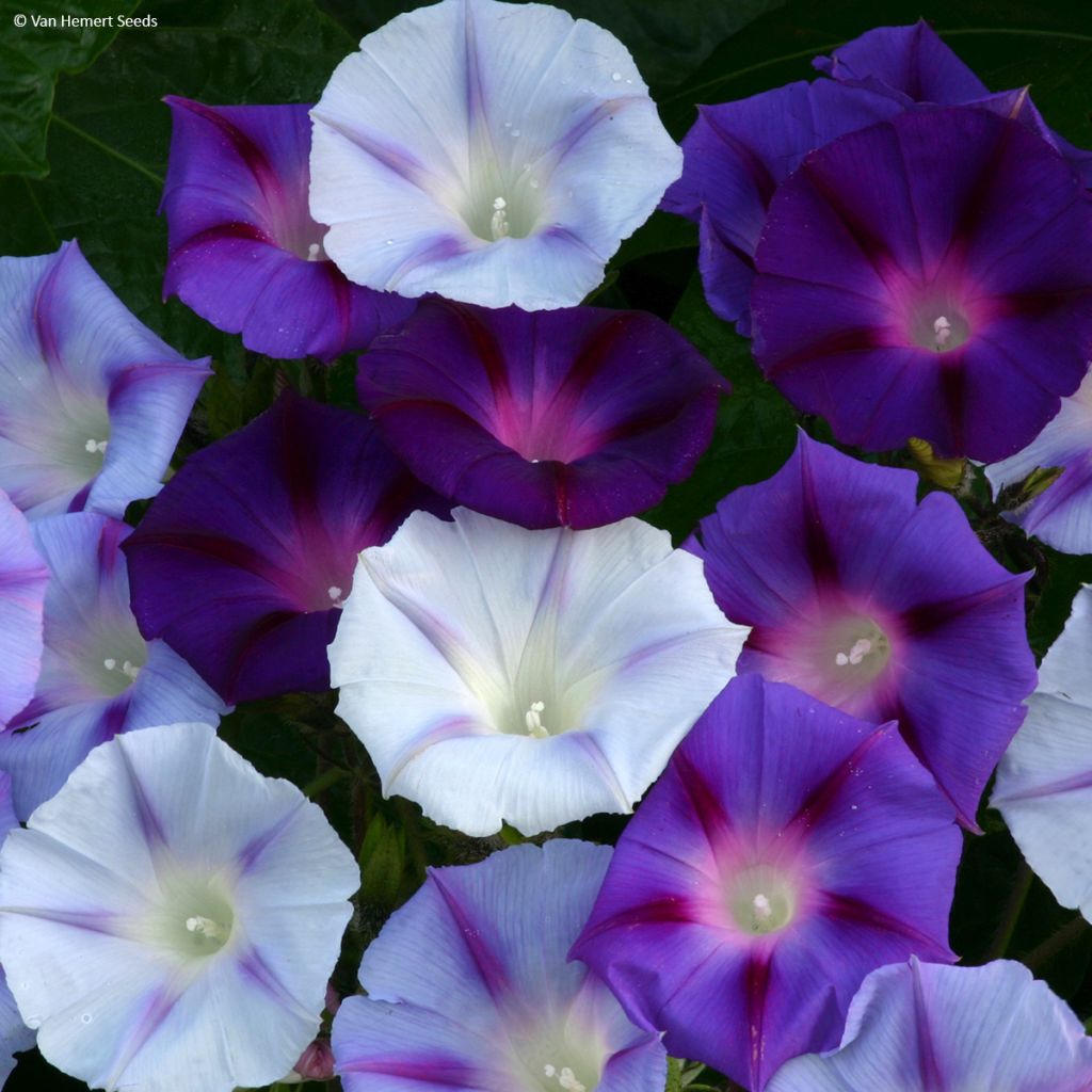 Ipomoea Hazelwood Blues