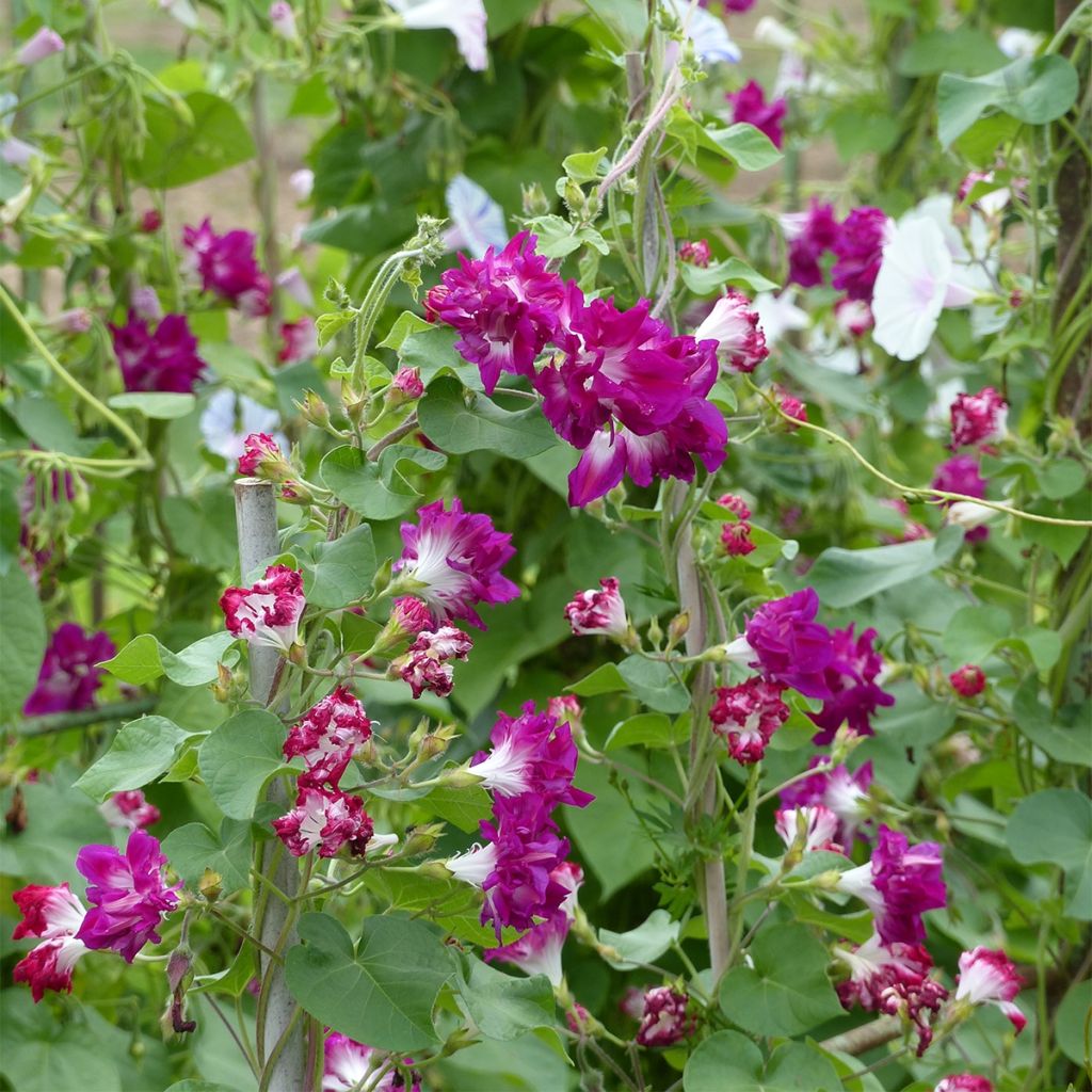 Graines d'Ipomée Sunrise Serenade - Ipomoea imperialis