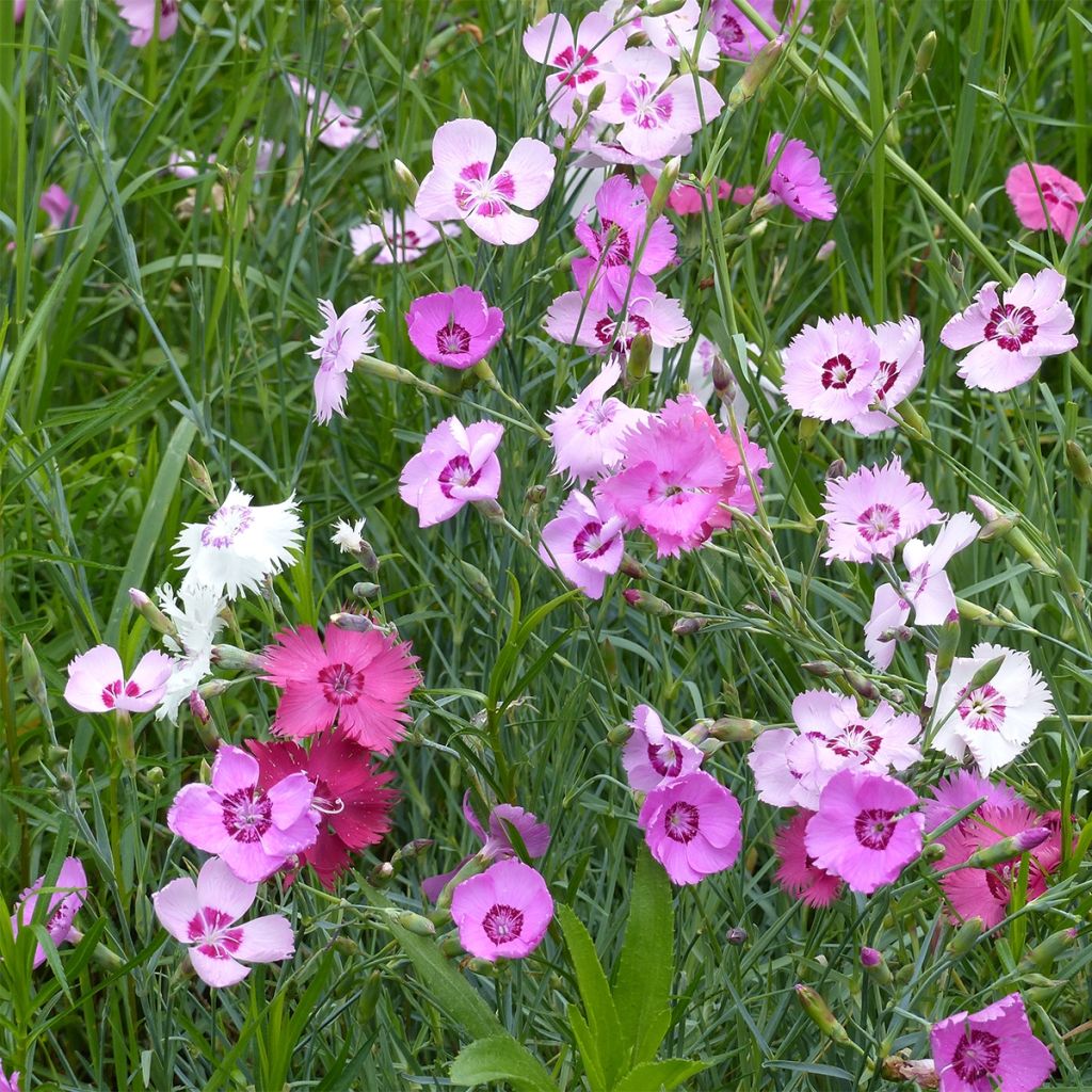 Graines d'Oeillet plumarius single - Dianthus plumarius