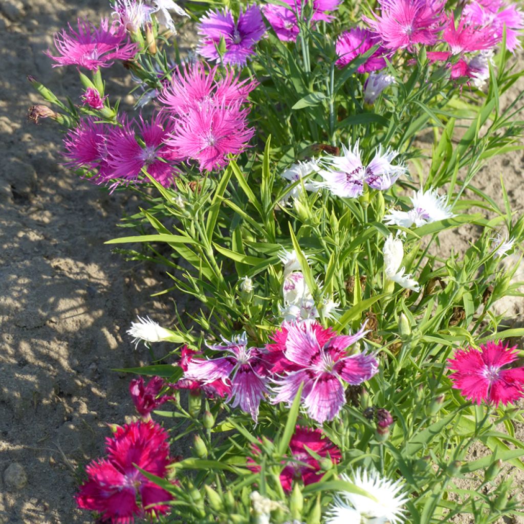 Graines d'Oeillet superbe Spooky mix - Dianthus superbus