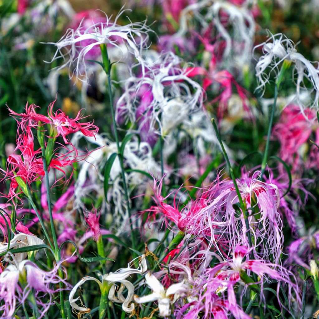 Dianthus superbus Spooky mix - Clavel