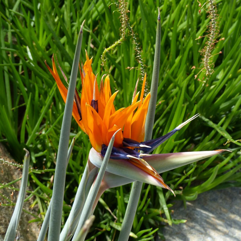 Strelitzia reginae (semillas) - Flor ave del Paraíso