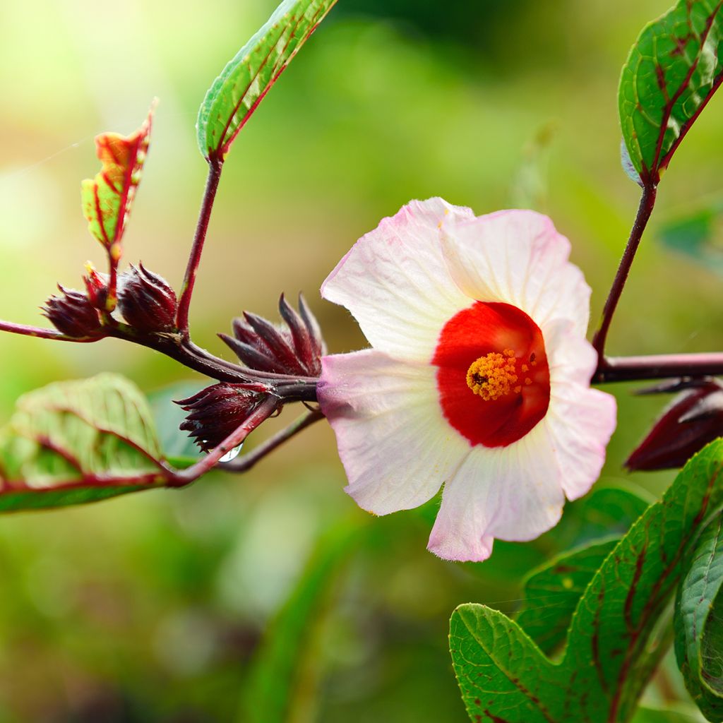 Hibisco - Hibiscus sabdariffa