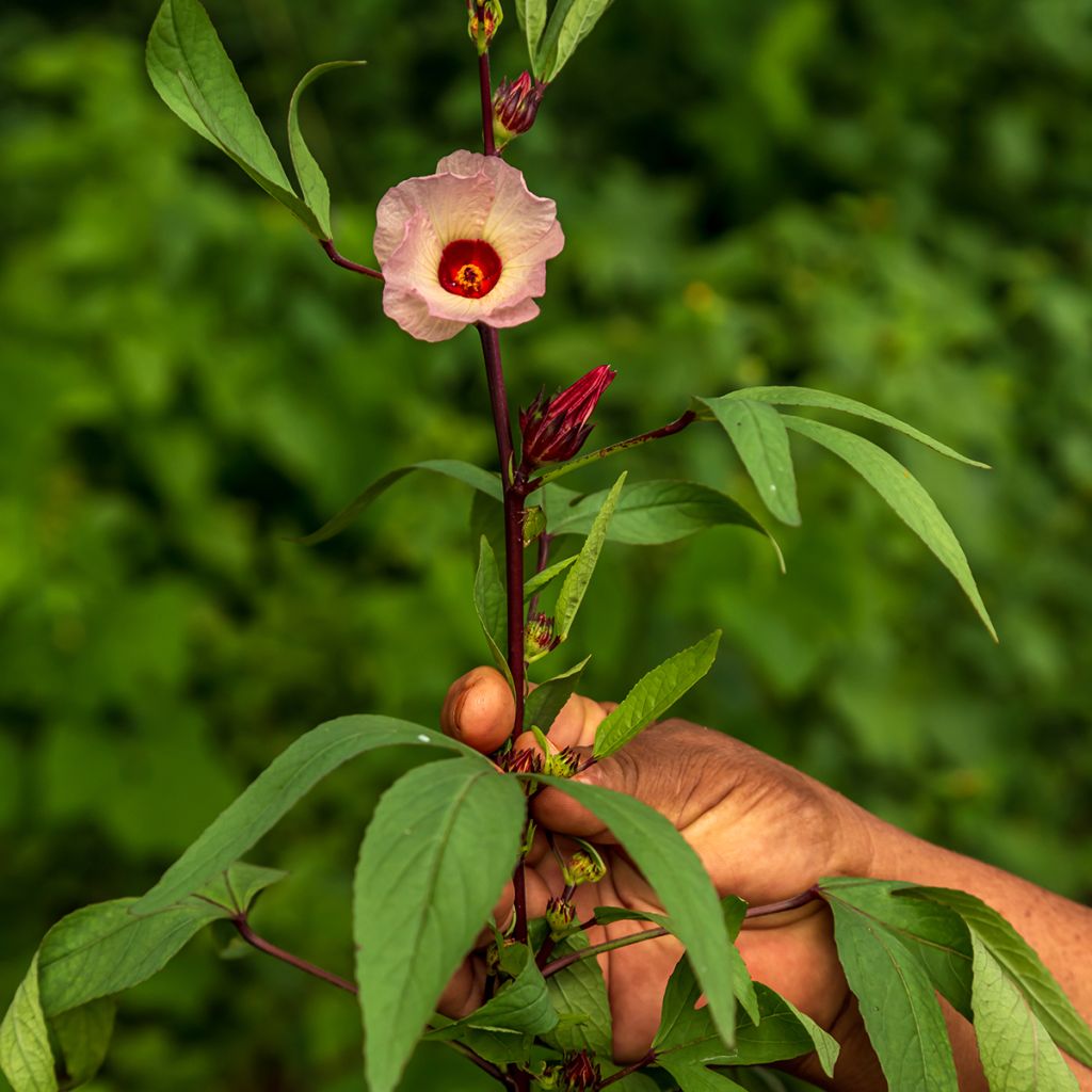 Hibisco - Hibiscus sabdariffa