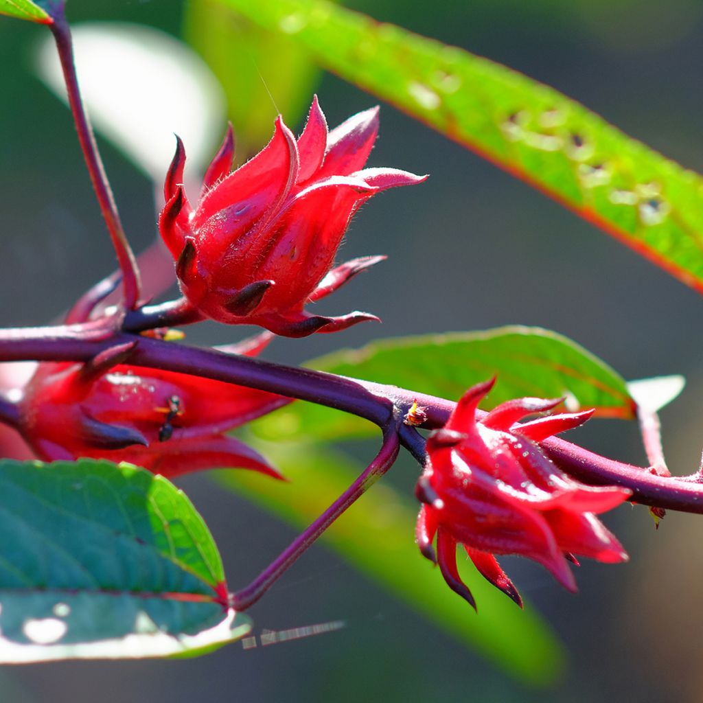 Hibisco - Hibiscus sabdariffa