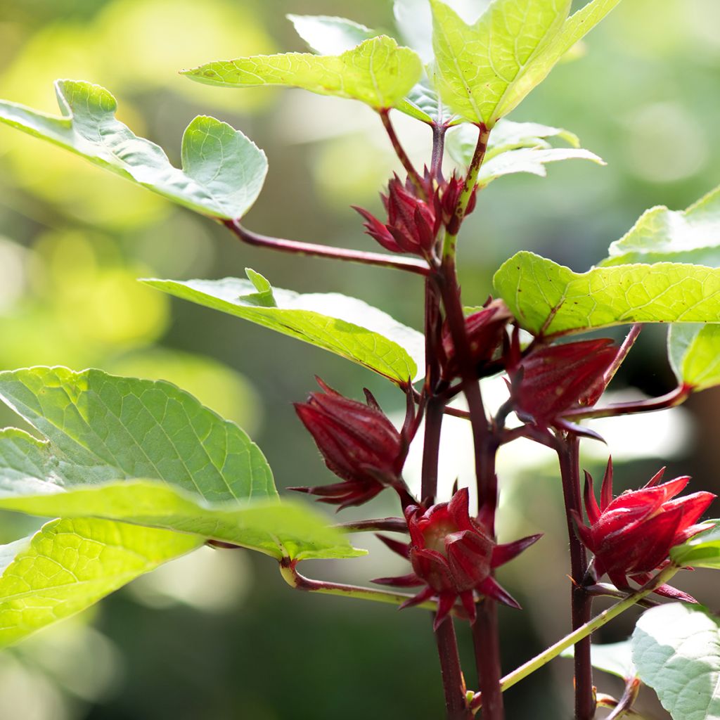 Hibisco - Hibiscus sabdariffa