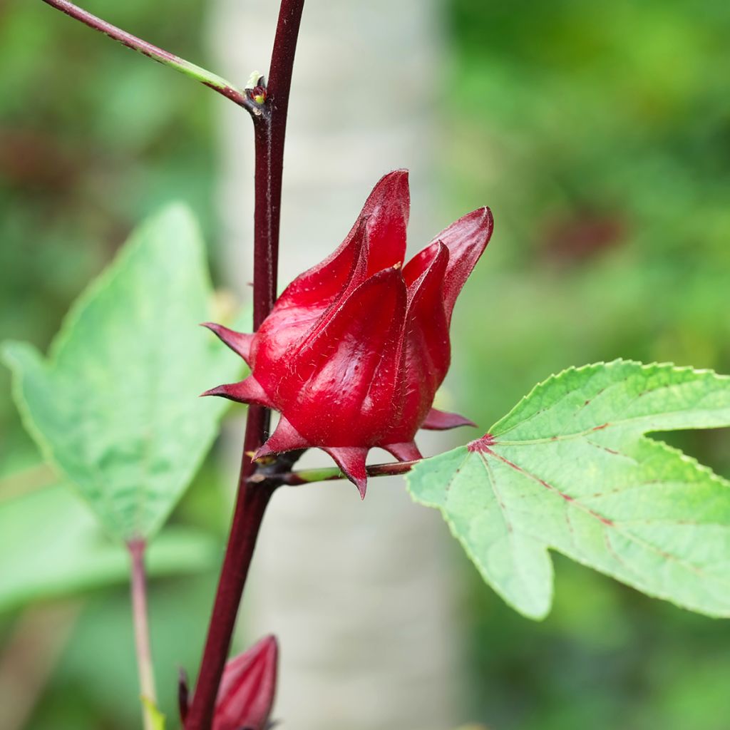 Hibisco - Hibiscus sabdariffa