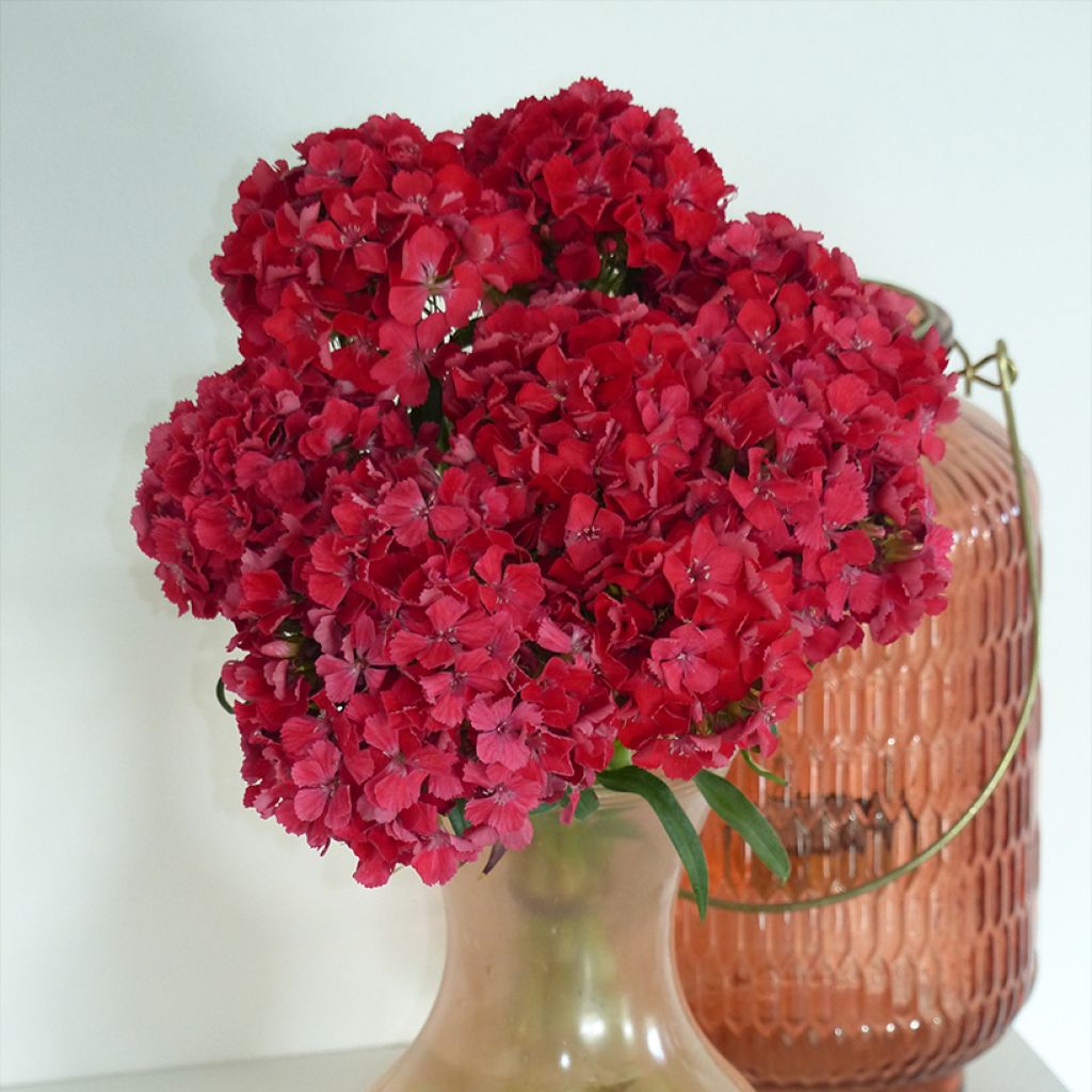 Dianthus barbatus Flora Pearl Terracotta (semillas) - Clavel del poeta