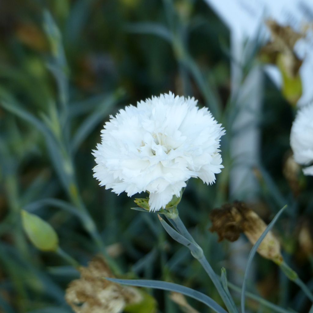 Dianthus caryophyllus Jeanne Dionis (semillas) - Clavel