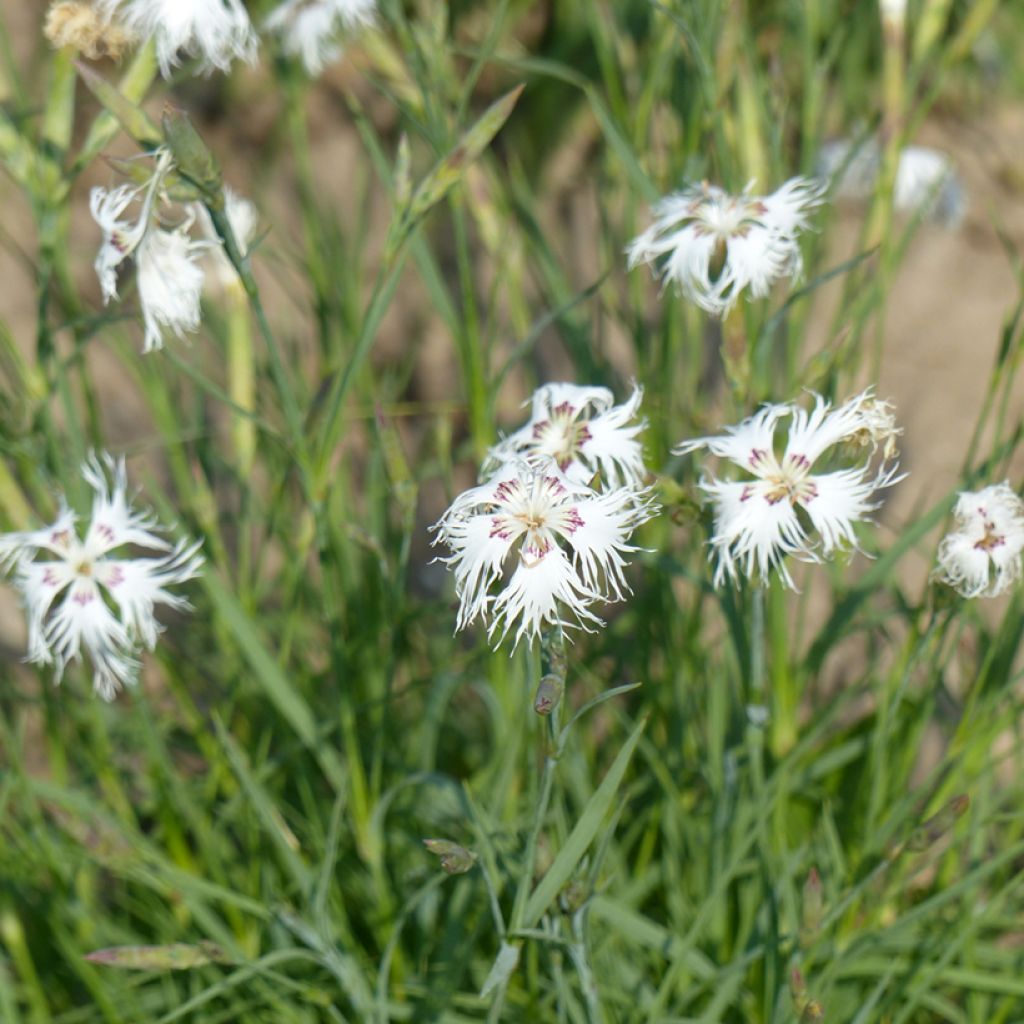 Dianthus arenarius (semillas) - Clavel