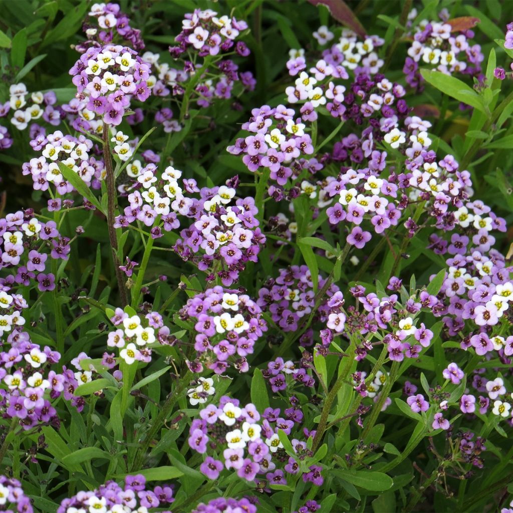 Aliso marítimo Royal Carpet - Lobularia maritima