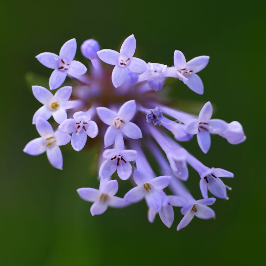 Asperula orientalis