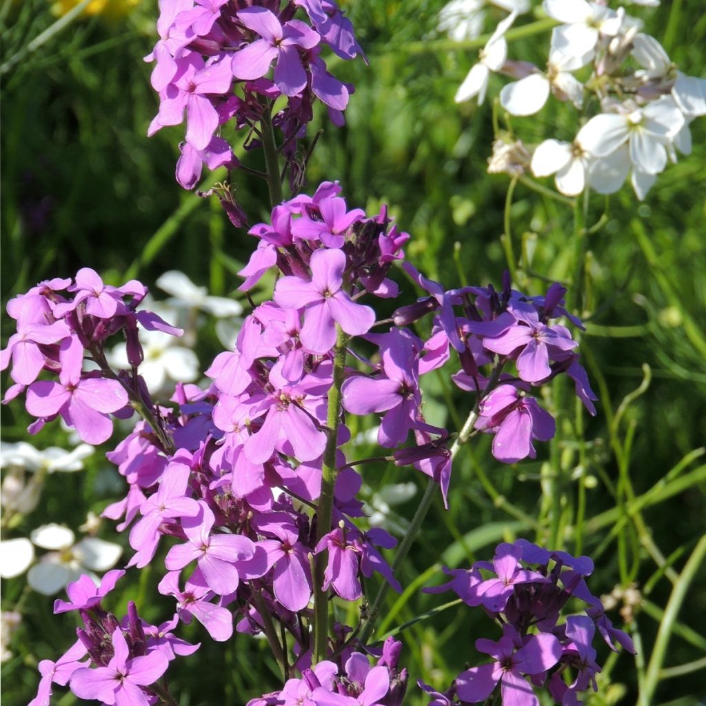 Graines de Julienne des Dames - Hesperis matronalis