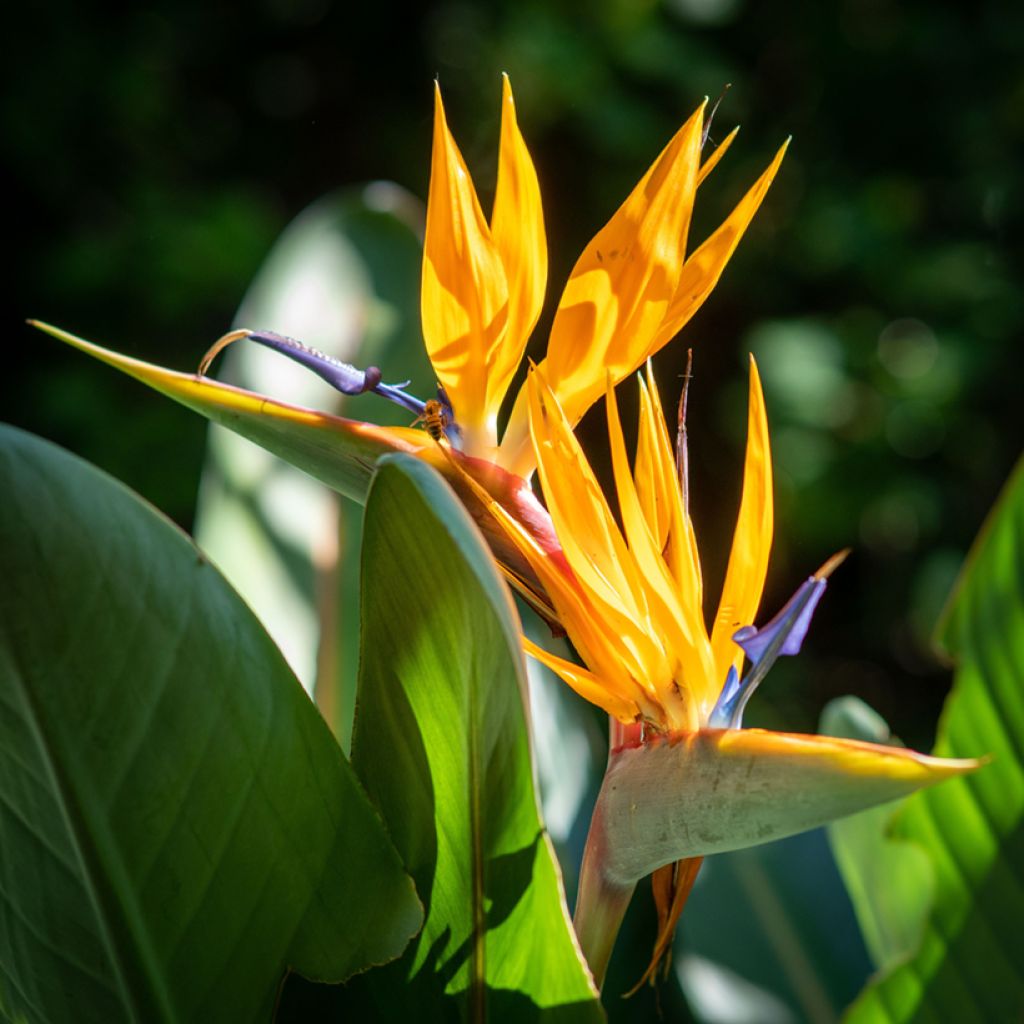 Strelitzia reginae Mandela’s Gold - Flor ave del Paraíso