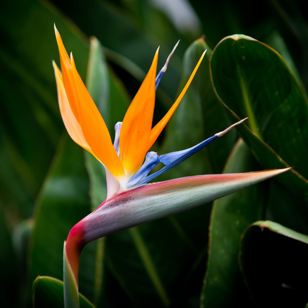 Strelitzia reginae Humilis - Flor ave del Paraíso