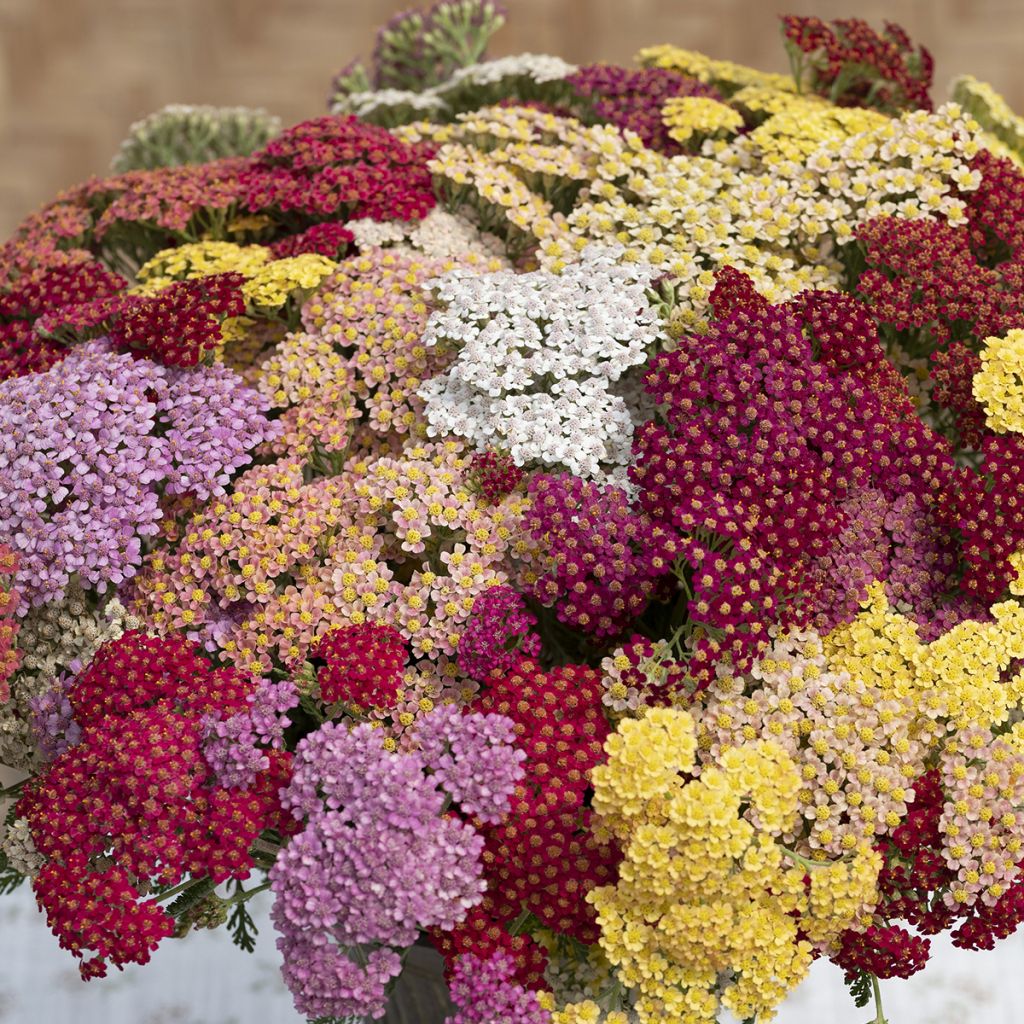 Achillea (x) millefolium Flowerburst Fruitbowl (semillas)