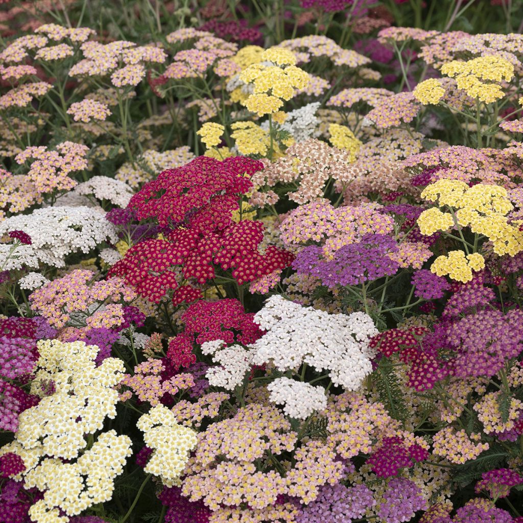 Achillea (x) millefolium Flowerburst Fruitbowl (semillas)