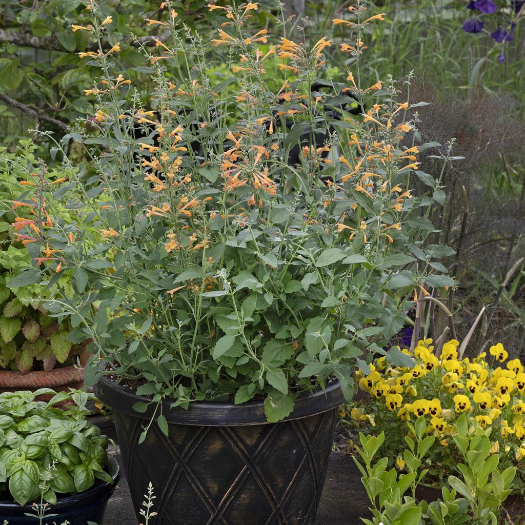 Agastache aurantiaca Navajo Sunset (semillas)