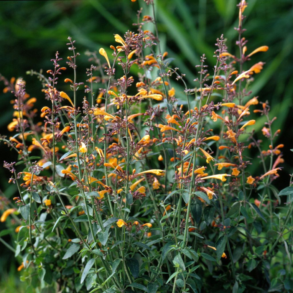 Agastache aurantiaca Navajo Sunset (semillas)