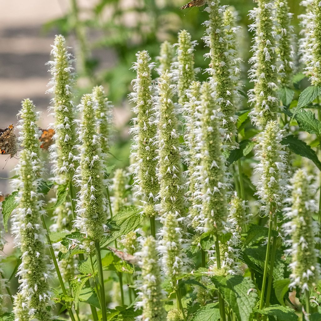 Agastache rugosa Alabaster (semillas) - Menta coreana