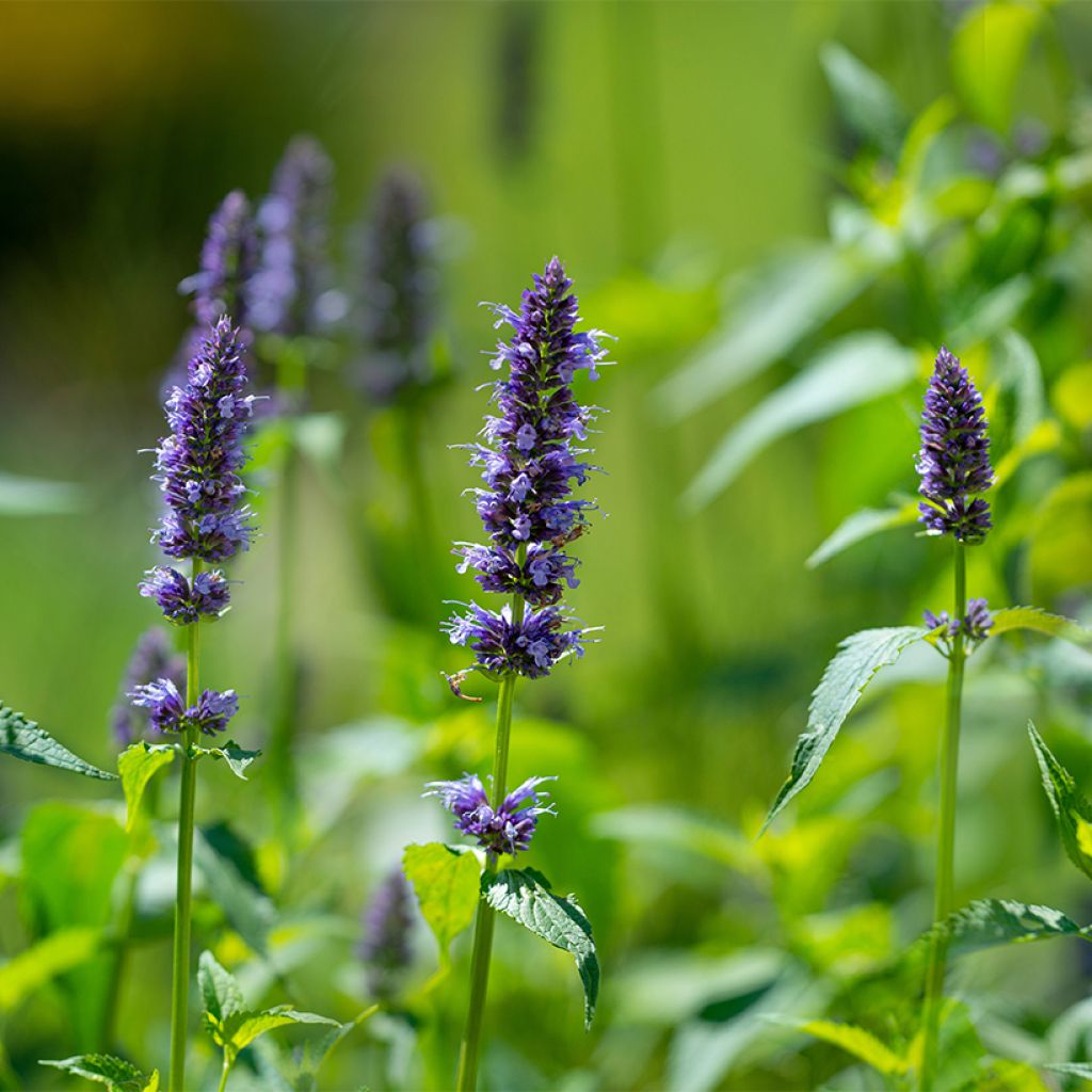 Agastache rugosa (semillas) - Menta coreana