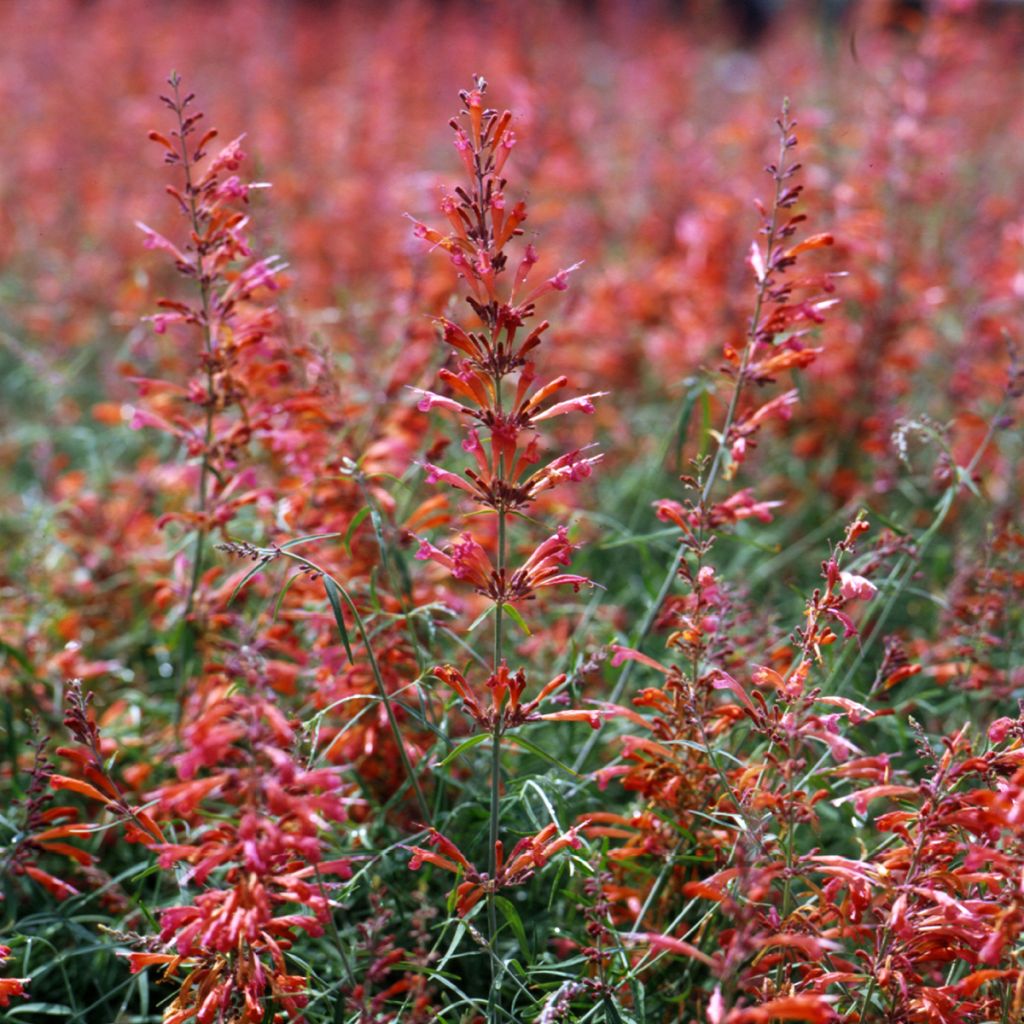 Agastache rupestris Apache Sunset (semillas) - Agastache gigante