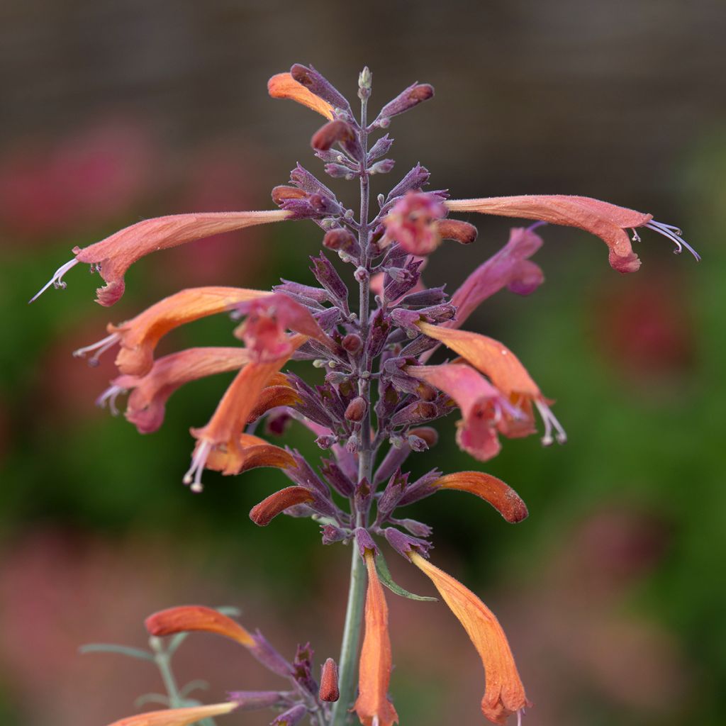 Agastache rupestris Apache Sunset (semillas) - Agastache gigante