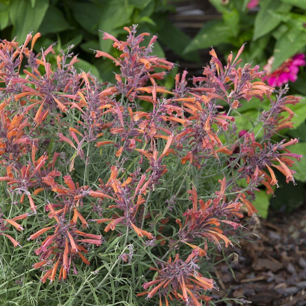 Agastache rupestris Apache Sunset (semillas) - Agastache gigante