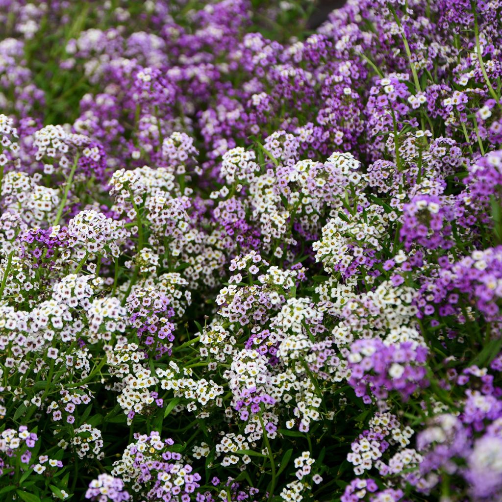 Aliso marítimo Wandering Mix - Lobularia maritima