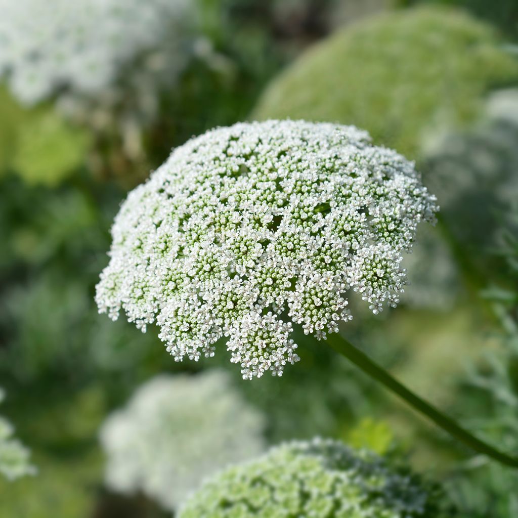 Ammi visnaga Casablanca