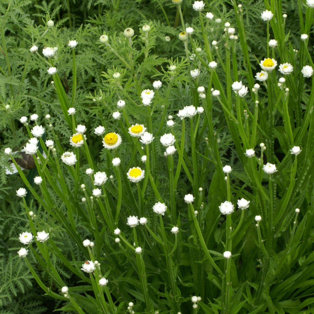 Ammobium alatum Grandiflorum (semillas)