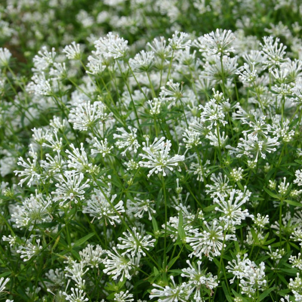 Asperula orientalis Cloud Nine (semillas) - Asperilla